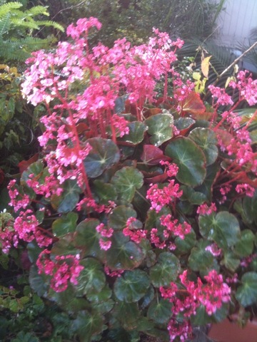 B. ‘Erythrophylla’
